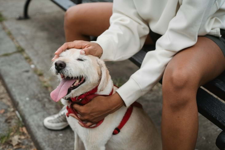 Um Cão, um Amigo e um Desafio Financeiro